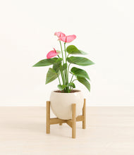 Load image into Gallery viewer, Shiny EggWhite stand:bamboo