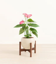 Load image into Gallery viewer, Shiny EggWhite stand:walnut stand:walnut