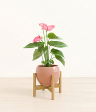 Load image into Gallery viewer, Calm Rose stand:bamboo
