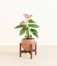 Load image into Gallery viewer, Calm Rose stand:walnut stand:walnut