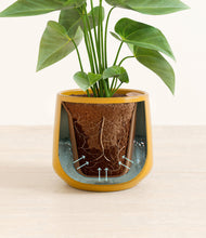 Load image into Gallery viewer, Mustard stand:all