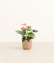 Load image into Gallery viewer, Striped Peach Pink*****Profile