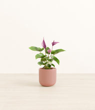 Load image into Gallery viewer, Striped Rose Pink*****Profile