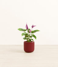 Load image into Gallery viewer, Striped Cherry Red*****Profile