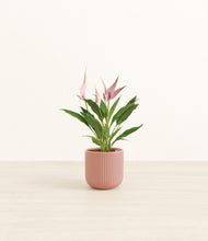 Load image into Gallery viewer, Striped Rose Pink*****Profile