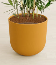 Load image into Gallery viewer, Sunset Orange stand:all
