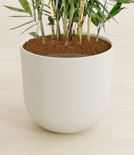 Load image into Gallery viewer, Natural Bamboo stand:all