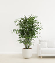 Load image into Gallery viewer, Natural Bamboo