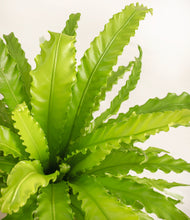 Load image into Gallery viewer, ALL