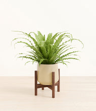 Load image into Gallery viewer, Almond Green stand:walnut