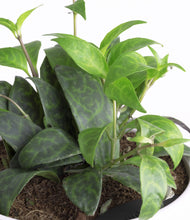 Load image into Gallery viewer, ALL