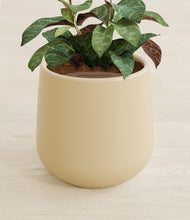 Load image into Gallery viewer, Almond Green stand:all