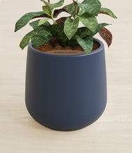 Load image into Gallery viewer, Deep Navy stand:all