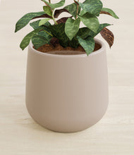 Load image into Gallery viewer, Almond Green stand:all