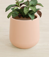 Load image into Gallery viewer, Gentle Pink stand:all