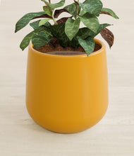 Load image into Gallery viewer, Mustard stand:all