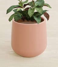 Load image into Gallery viewer, Calm Rose stand:all