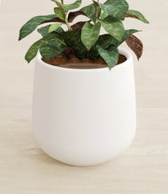 Load image into Gallery viewer, White stand:all