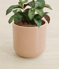 Load image into Gallery viewer, Glossy Pink stand:all