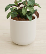 Load image into Gallery viewer, Cotton White stand:all