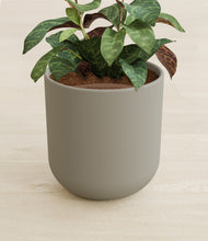 Load image into Gallery viewer, Sage Green stand:all