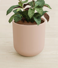 Load image into Gallery viewer, Sandy Pink stand:all