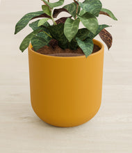 Load image into Gallery viewer, Sunset Orange stand:all