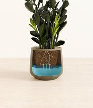 Load image into Gallery viewer, Olive