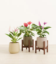 Load image into Gallery viewer, Woodland stand:two_stands