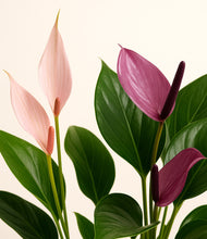 Load image into Gallery viewer, ALL