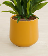 Load image into Gallery viewer, Mustard stand:all