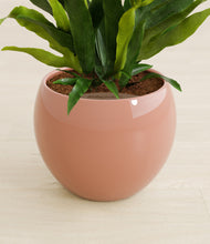 Load image into Gallery viewer, Calm Rose stand:all