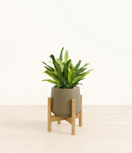 Load image into Gallery viewer, Olive stand:bamboo