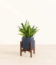 Load image into Gallery viewer, Deep Navy stand:walnut