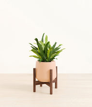 Load image into Gallery viewer, Gentle Pink stand:walnut