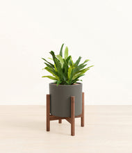 Load image into Gallery viewer, Dark Olive stand:walnut