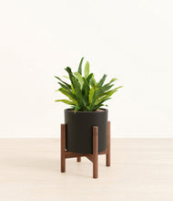 Load image into Gallery viewer, Black stand:walnut