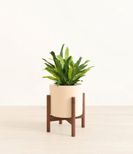 Load image into Gallery viewer, Cream stand:walnut