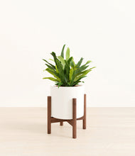 Load image into Gallery viewer, White stand:walnut