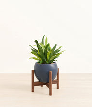 Load image into Gallery viewer, Deep Navy stand:walnut