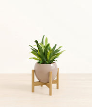 Load image into Gallery viewer, Desert Brown stand:bamboo