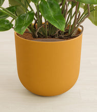 Load image into Gallery viewer, Sunset Orange stand:all