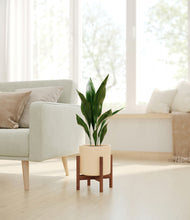 Load image into Gallery viewer, Cream stand:walnut