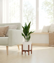 Load image into Gallery viewer, White stand:walnut