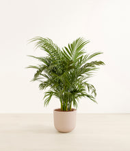 Load image into Gallery viewer, Sandy Pink*****Profile