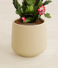 Load image into Gallery viewer, Almond Green stand:all