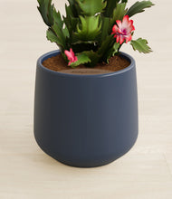 Load image into Gallery viewer, Deep Navy stand:all