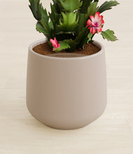 Load image into Gallery viewer, Eternal Gray stand:all