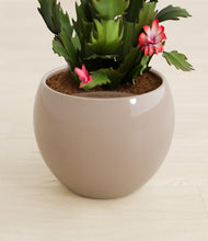 Load image into Gallery viewer, Desert Brown stand:all