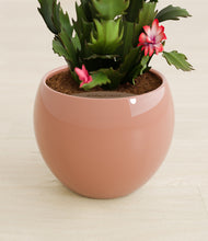 Load image into Gallery viewer, Calm Rose stand:all